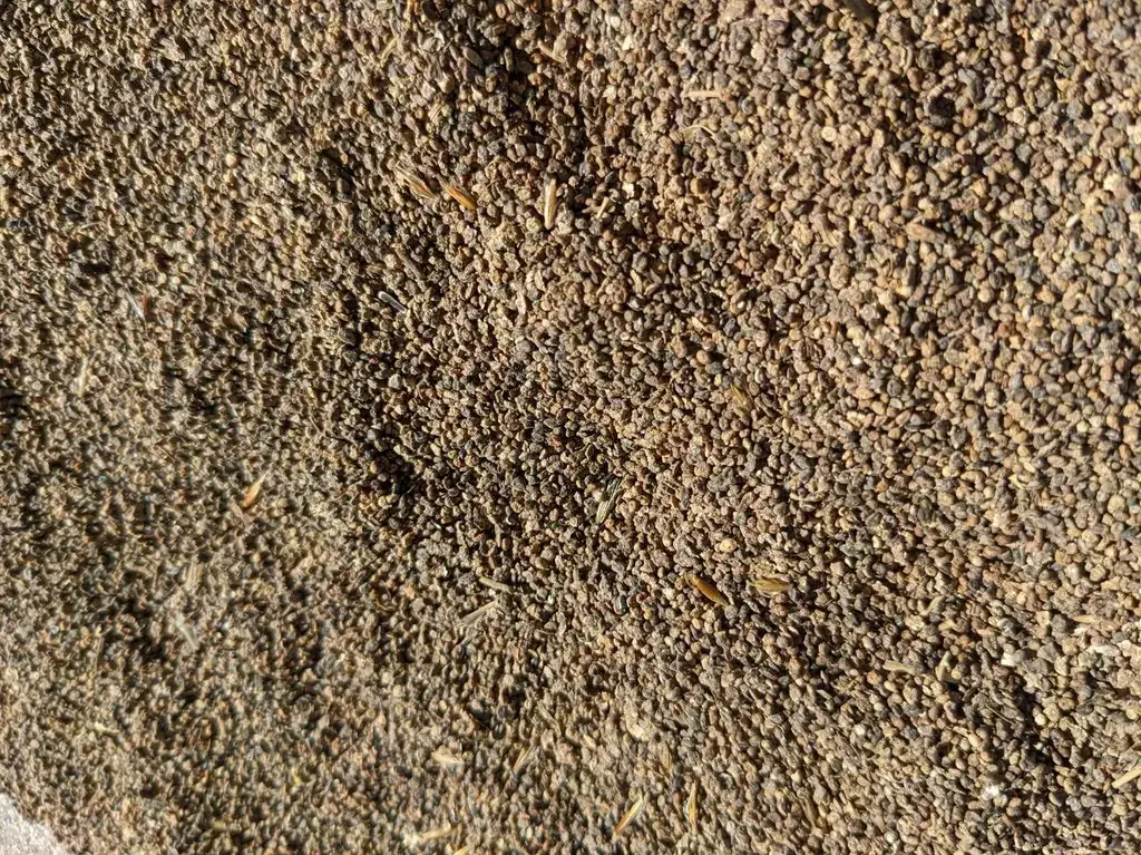 KOCHIA (Bassia Scoparia) Seed Game Bird Honey.webp